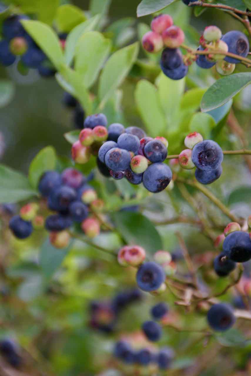 Blueberry Farm